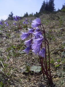 Soldanella alpina