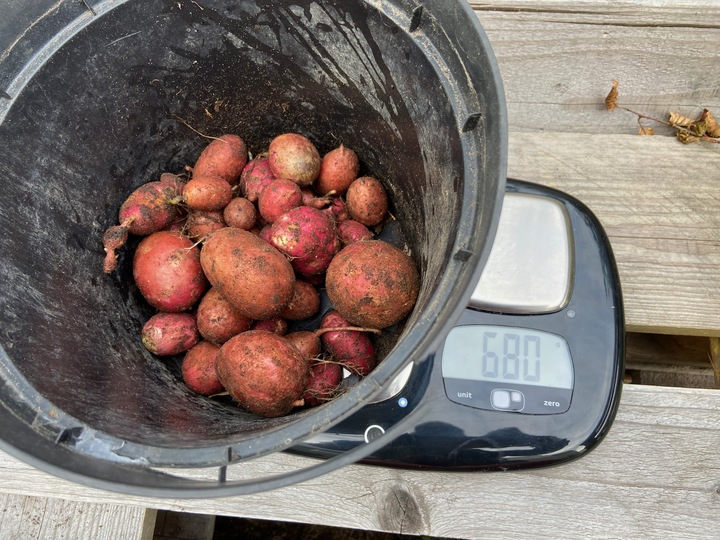 Harvested the last 3 varieties from the 5 initial ones.

This is 185 days after planting.

Nicola: 299g

Laura: 680g (red ones)

Russet Burbank: 897g