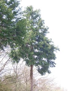 Japanese cypress