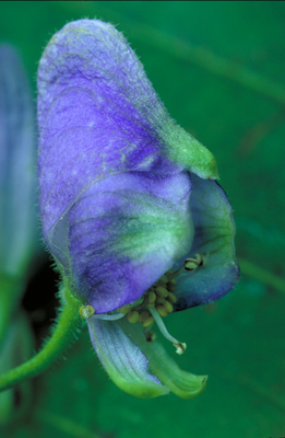 Aconitum uncinatum