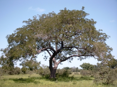 Parkia biglobosa