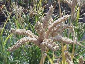 Finger Millet