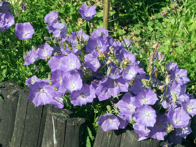 Campanula carpatica