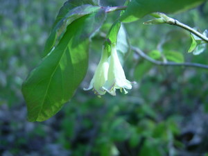 American Honeysuckle