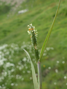 Shortawn Foxtail