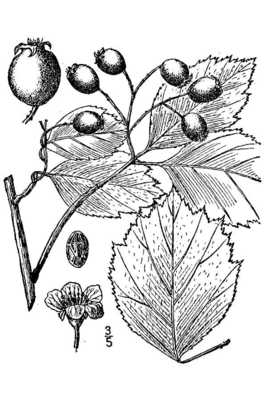 Crataegus douglasii