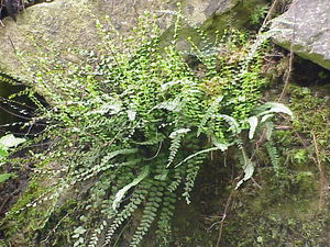 Maidenhair Spleenwort