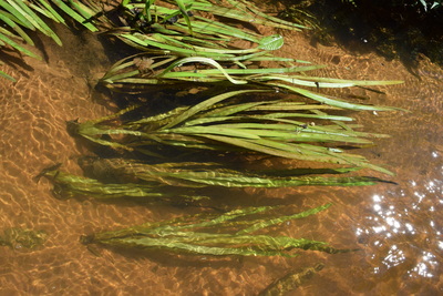 Vallisneria americana