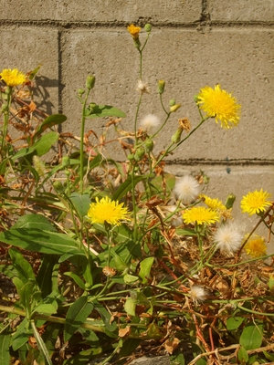 Sonchus brachyotus