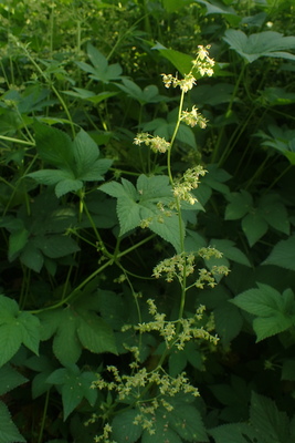 Humulus japonicus