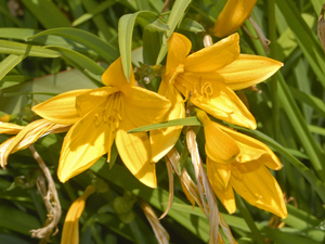 Citron daylily