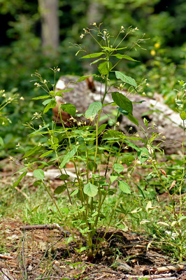 Impatiens parviflora