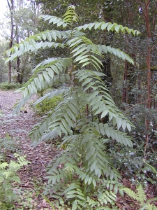 Mountain Cedar