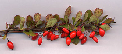 Berberis thunbergii