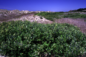 Hooker's willow