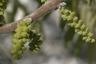 Juglans microcarpa