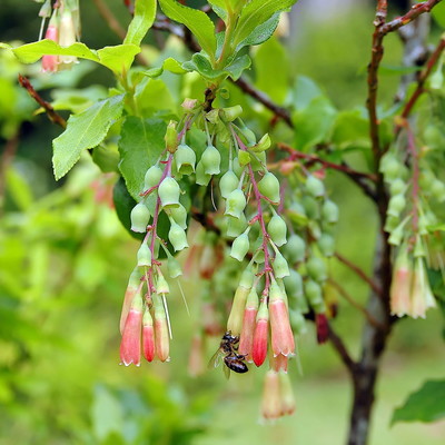 Vaccinium cylindraceum