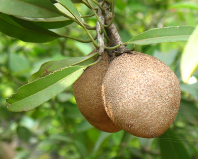 Manilkara zapota