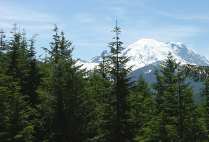 Western Hemlock