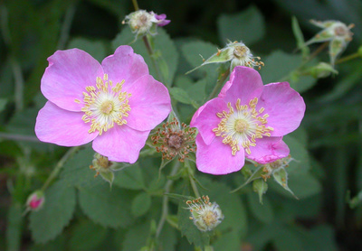 Rosa californica