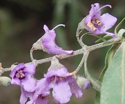 Prostanthera cineolifera