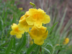 Yellow Bells, Esperanza, 