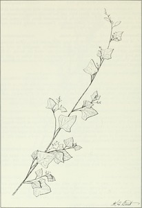 Goosefoot