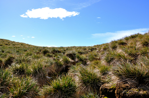 Tussock grass