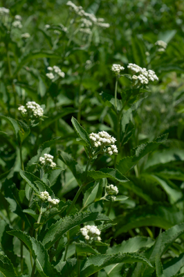 Parthenium integrifolium