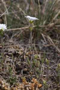 Field Mouse-Ear Chickweed