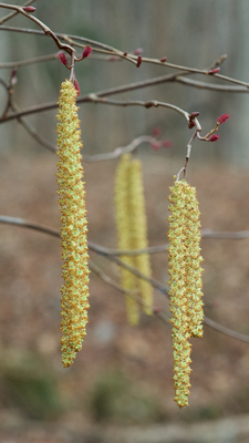 Alnus serrulata