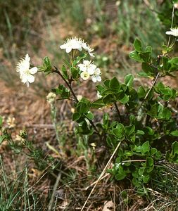 Mongolian Cherry