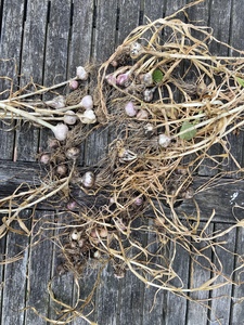 Harvest of many small bulbs. I consider this a fail and I’ll try to plant earlier next year. Maybe in October?