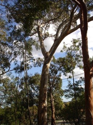 Eucalyptus leucoxylon