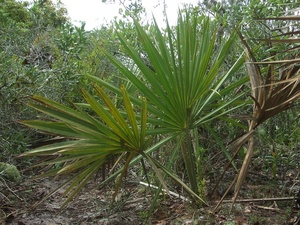 Scrub Palmetto