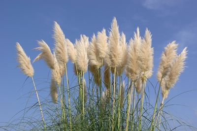 Cortaderia selloana