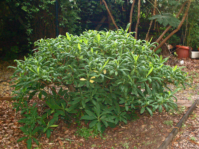 Edgeworthia chrysantha