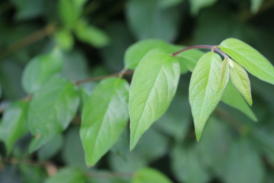 Lonicera quinquelocularis