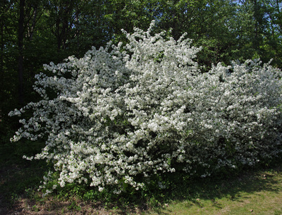 Malus sargentii