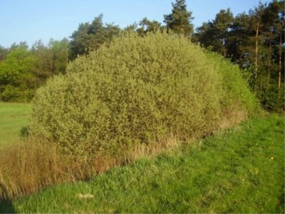 Salix cinerea