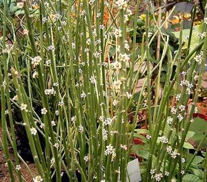 Candelilla