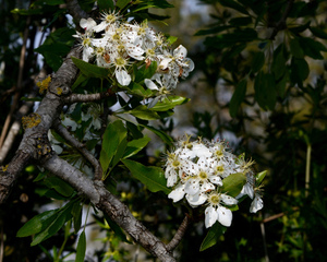 Syrian pear