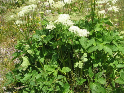 Peucedanum ostruthium