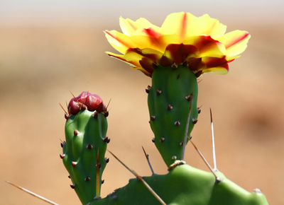 Opuntia phaeacantha