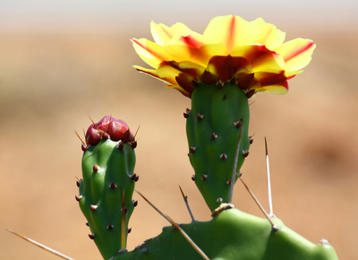 Opuntia phaeacantha