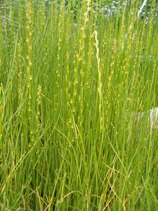 Marsh Arrow Grass