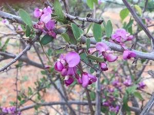 Violet Tree