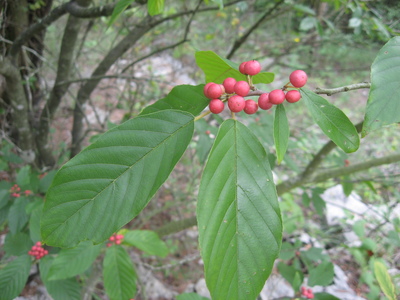 Frangula caroliniana