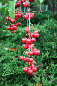 Sikkim crabapple