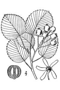 Roundleaf Serviceberry